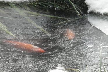 Zivju audzēšana atklātā dīķī. Kas aktuāls ziemā? Dīķa aerācija.